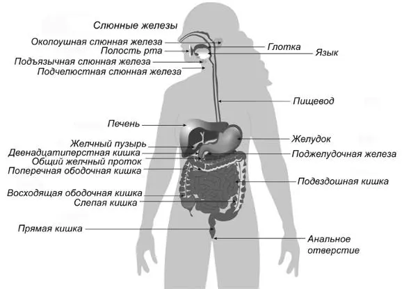 Рис 5 Органы пищеварения Рот слюнные железы зубы и фрукты с овощами Для - фото 5