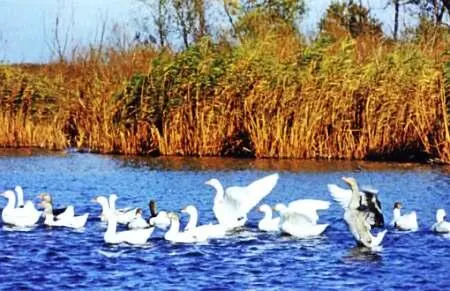 Прибежали в избу дети второпях зовут отца как всегда весело - фото 21