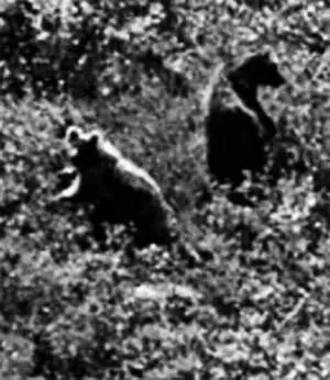 Заходили к Лыковым и медведи Огород Лыковых Таким его видели летчики - фото 34