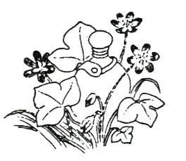 Печёночница благородная Hepatica nobilis Печёночница растет в хвойных и - фото 67