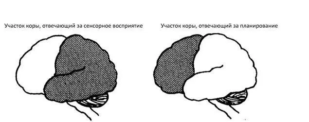 Отделы мозга по Лурия весь мозг покрывает кора Таламус и несколько других - фото 24