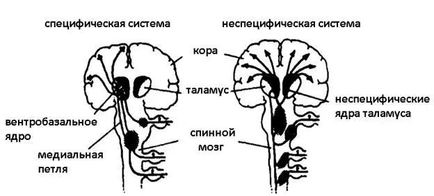Специфическая и неспецифическая нервная система Специфическая нервная система - фото 30