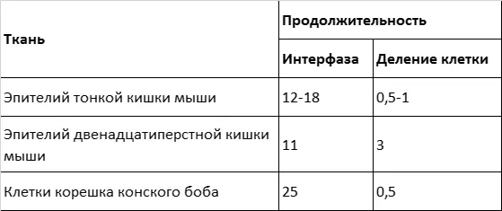 Интерфаза Интерфаза это фаза жизненного цикла между двумя делениями клетки - фото 1