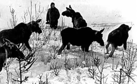 Слышится звон колокольчиков человеческий голос хруст снега и вот из чащи на - фото 106