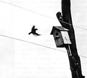 Фото из архива В Пескова 6 июня 1987 г Без парашюта Окно в природу - фото 107