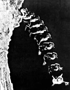 Фото из журнала Tier из архива В Пескова 15 июня 1987 г Династия - фото 109