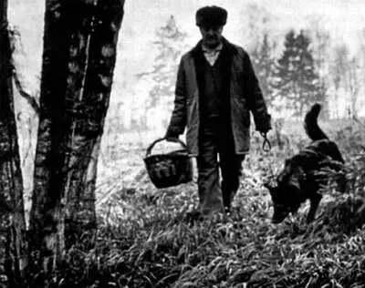 Грибник и собакагрибник В старых поваренных книгах существует много - фото 87