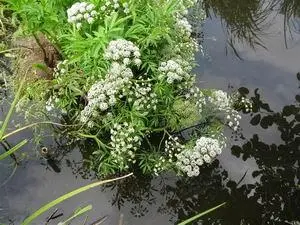 Местные названия Бех Малор Бишеница Бишеница водяная Бешеница ядовитая - фото 96