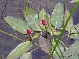 Фармацевтическое названиеPersicaria acida Jungermanui HerBa Горец - фото 108