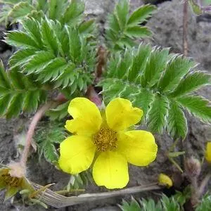 Фармацевтическое нaзваниеAnserina s Argentina Radix et Herba Местные - фото 113
