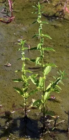 Фармацевтическое названиеMarrubium aquaticum Herba Местные - фото 125