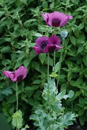 Фармацевтическое названиеPapaver albun Местные названияМак Мак белый - фото 151