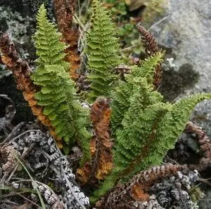 Фармацевтическое названиеPolypodium s Folicula dulcis Местные - фото 157