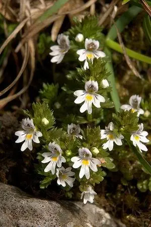 Фармацевтическое названиеEuphrasia Василек полевой Киев Местные - фото 162