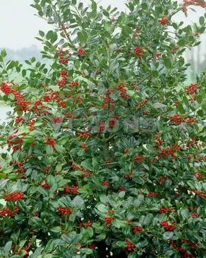 Фармацевтическое названиеAguifolium S Agrifolium Folia et Bacca Местные - фото 163