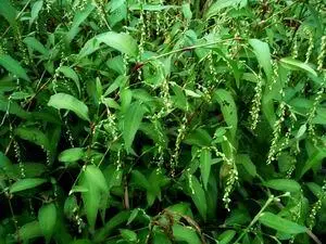 Фармацевтическое названиеPersicaria urens s Hidropiper Herda Местные - фото 165