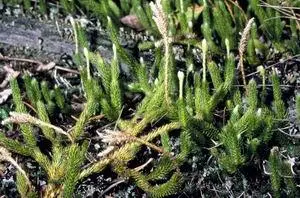 Фармацевтическое названиеMuscus clavatus s terrestis Herba Semen v Pulvis - фото 168