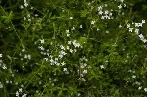 Фармацевтическое названиеGalium luteum Herba et Flores s Summitates - фото 171