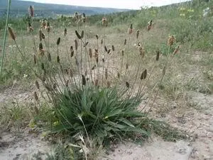 Фармацевтическое названиеPlantago minor s angustifolia Radix Местные - фото 174