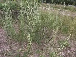 Фармацевтическое названиеArtemisia rubras campestris Местные названияБылина - фото 176