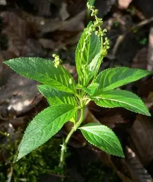 Фармацевтическое названиеMercurialis montana s Cynocrambe Herba Местные - фото 177