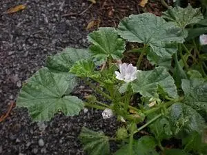 Фармацевтическое названиеMalva vulgaris s minor s pimila Fol et Flor - фото 178