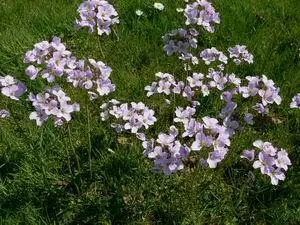 Фармацевтическое названиеCardamine amara S Nasturtium majus amarum Местные - фото 187
