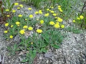 Фармацевтическое названиеPilosella s Aurula muris Radix Flor et Herba - фото 206