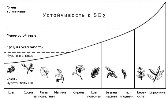 Рис 25Чувствительность различных деревьев и кустарников к дыму содержащему - фото 27