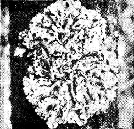 Рис 40Лишайник Hypogymnia physodes биоиндикатор чистого воздуха на - фото 42