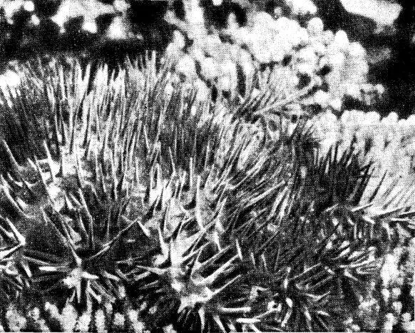 Рис 49Морская звезда Acanthaster planci на коралле Acropora hyacinthus во - фото 51