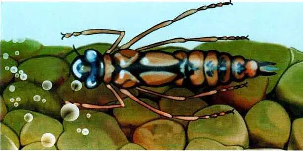 Личинка стрекозы коромысла Несносные двукрылые Кому летом не досаждали - фото 60