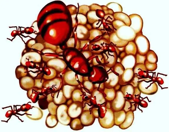 Фрагмент колонии желтых муравьев Матка крупная и рабочие муравьи Желтые - фото 68