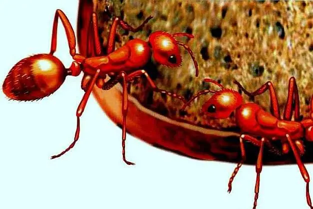 Желтые муравьи Колония фараоновых муравьев может достигать гигантских размеров - фото 69
