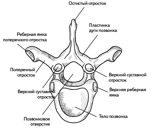 Рис 1 Строение позвонка Сзади от тела позвонка располагается дужка позвонка - фото 2