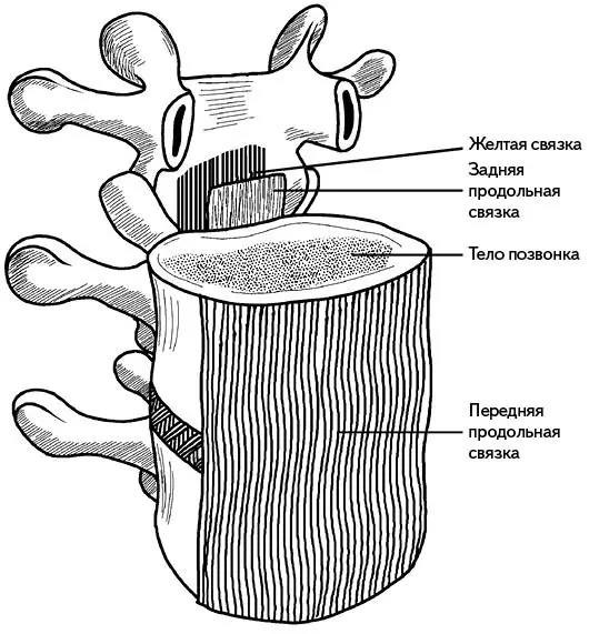 Рис 3 Желтая и задняя продольная связки Внутри позвоночного столба - фото 4
