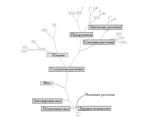 Если бы у Дарвина и Гукера был компьютер Филогенетическое древо зеленых - фото 79