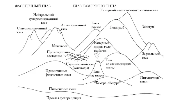Конечно это касается недавней эволюции речь не идет о масштабном - фото 89
