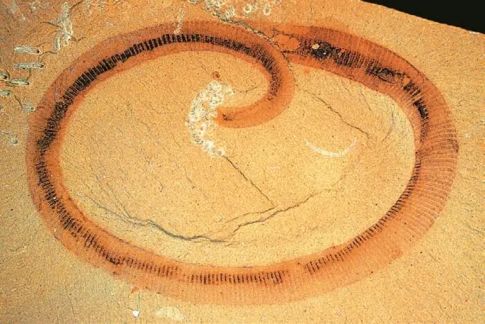 Ископаемый червь Palaeoscolex sinensis из Чэнцзяна Отчетливо видно строение - фото 93