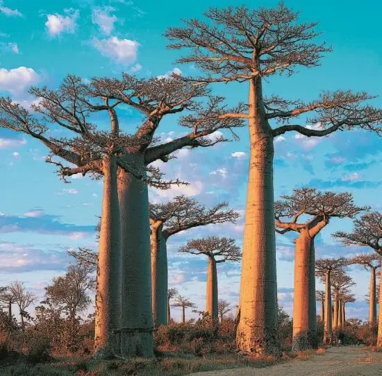 Баобабовая аллея г Мурундава Мадагаскар Вид Adansonia grandidieri является - фото 95