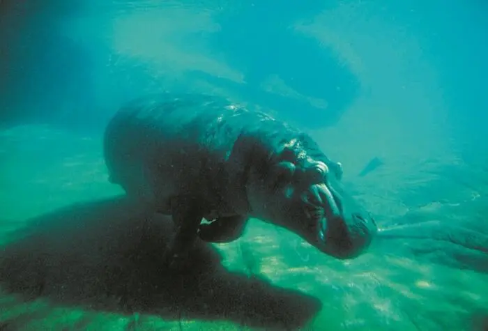 Hippopotamus amphibius в родной стихии В наши дни в Африке обитают два вида - фото 97