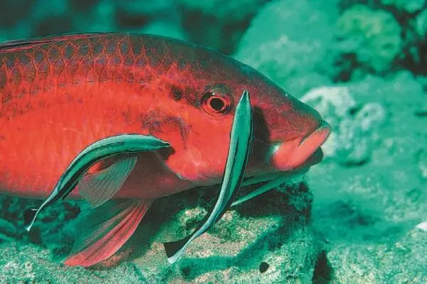 Губанычистильщики Labroides dimidiatus обслуживают розовую зубатую - фото 139