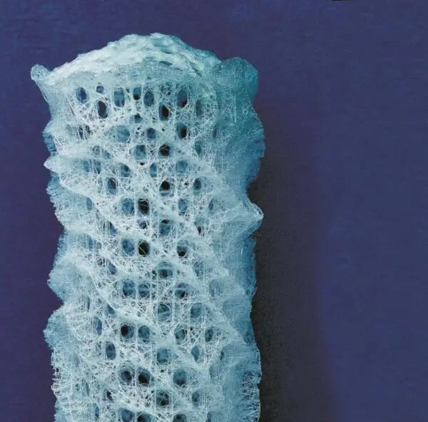 Корзинка Венеры Фрагмент скелета стеклянной губки Euplectella aspergillum - фото 140