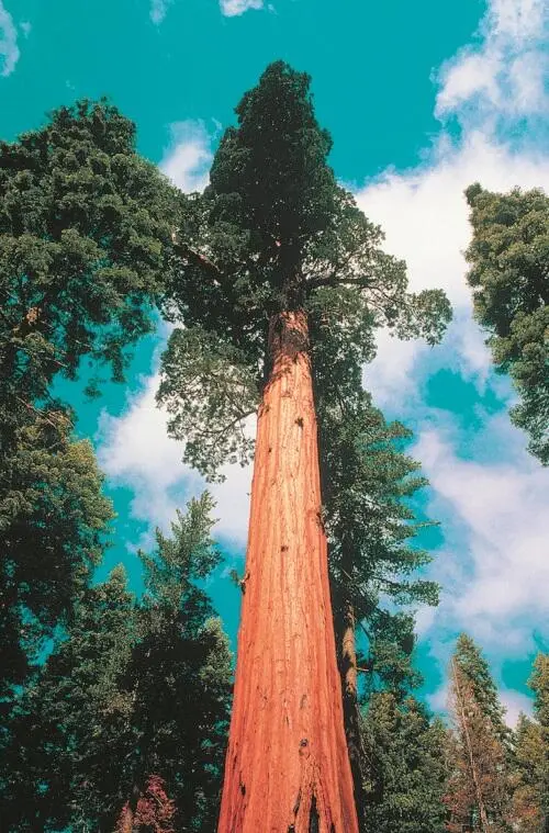 Гигантская секвойя Sequoiadendron giganteum Национальный парк Секвойя - фото 143
