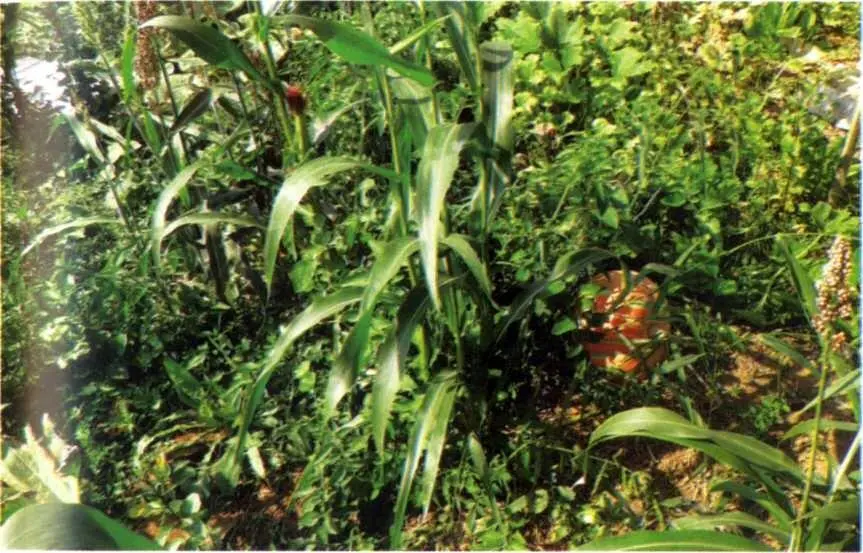 Фото 2 Разнотравье на биогумусе в усадьбе В Б Фалилеева В моем огороде - фото 2