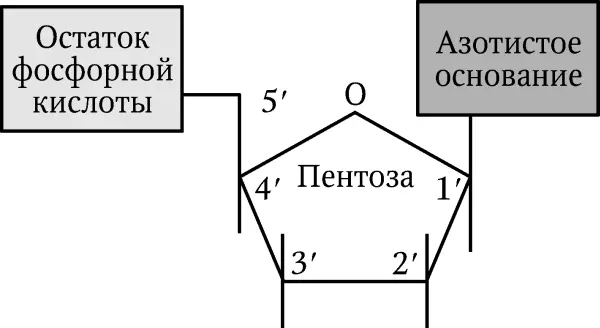 Генетика человека с основами общей генетики Руководство для самоподготовки - изображение 1