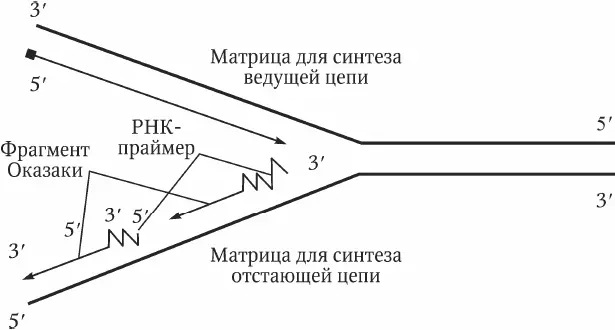Рис 24 Синтез ДНК в репликативной вилке Задание для самостоятельной работы - фото 4