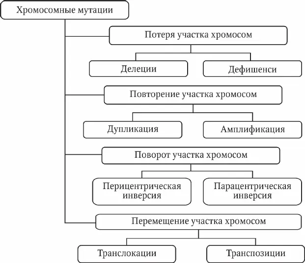 Рис 52 Хромосомные мутации Рис 53 Синапсис хромосом при реципрокной - фото 10