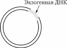 Рис 71 Векторплазмида с встроенной экзогенной ДНК Задание для - фото 19