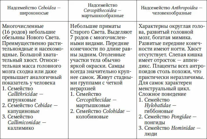 Павианы и мандриллы чрезвычайно агрессивны Они активно охотятся на других - фото 36